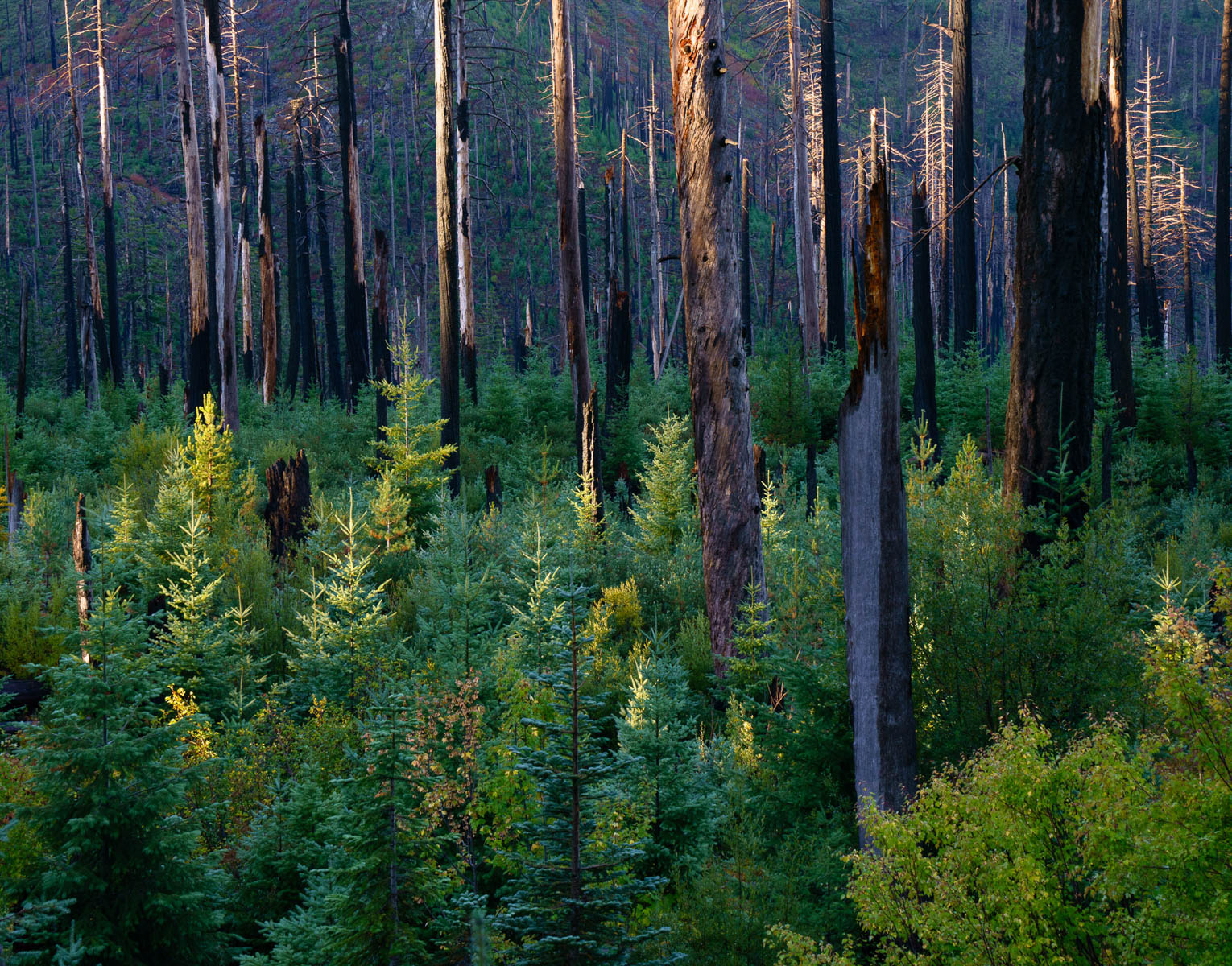 Old Burn and New Growth by Julie Furber