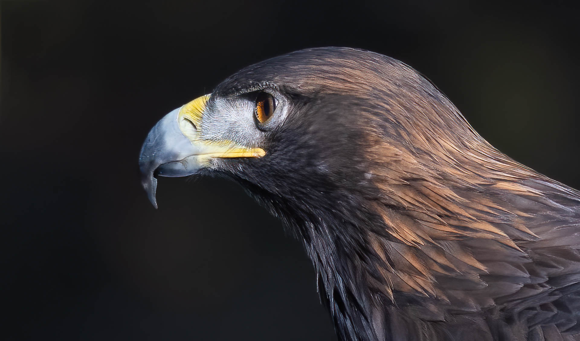 Eagle Eye by John Williams