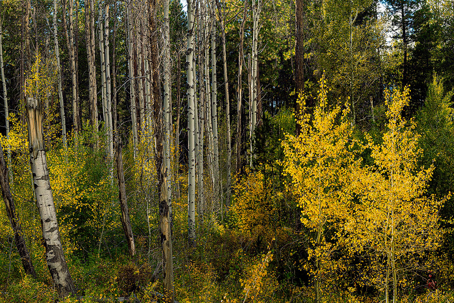 Deschutes River Trail Aspens by Bob Bush