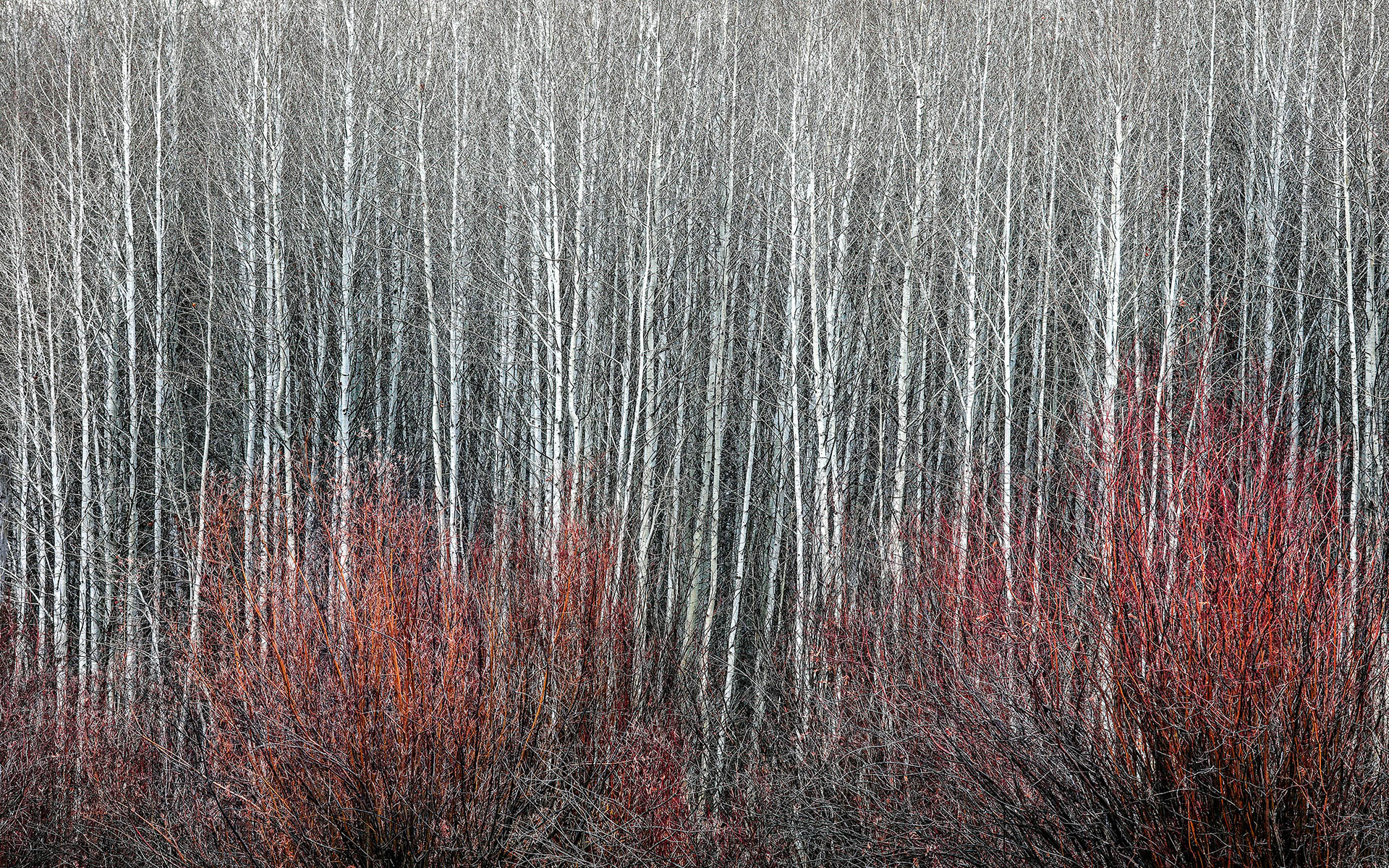 Thicket’ by Bruce Jackson