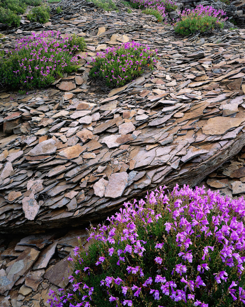 ‘Penstemon and Slate’ by Bruce Jackson