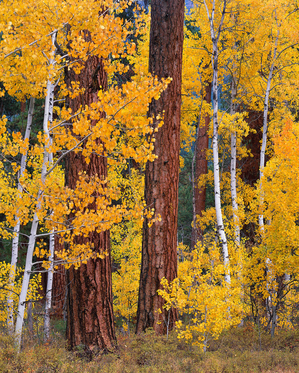 Speaking Fluent Aspen’ by Bruce Jackson