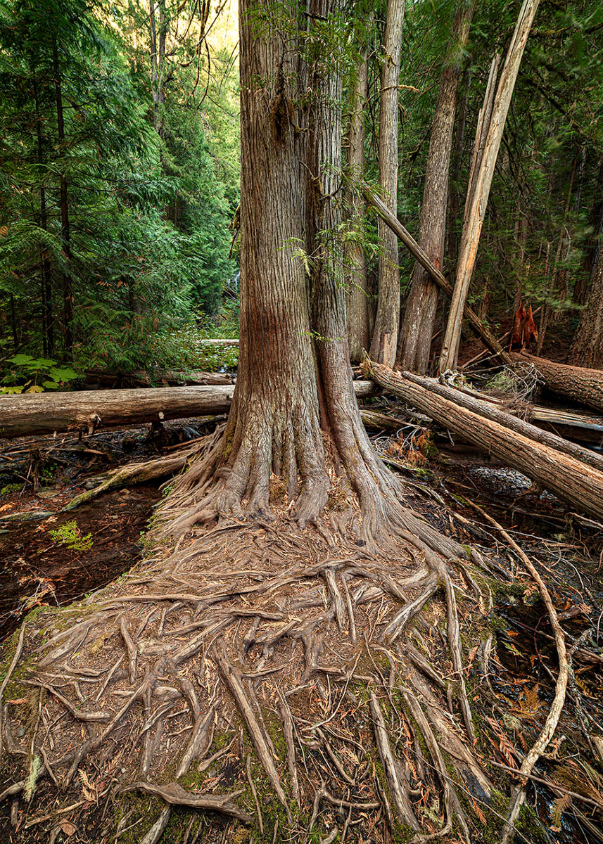 Roots by Bob Bush