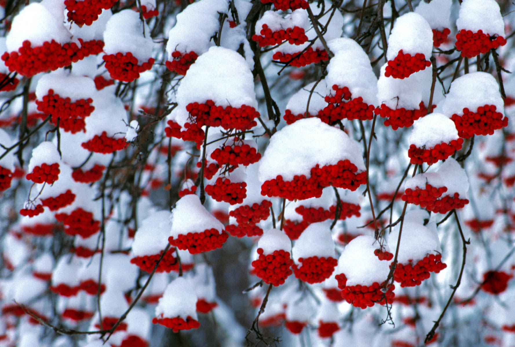 Ashberries in Snow by Ric Ergenbright