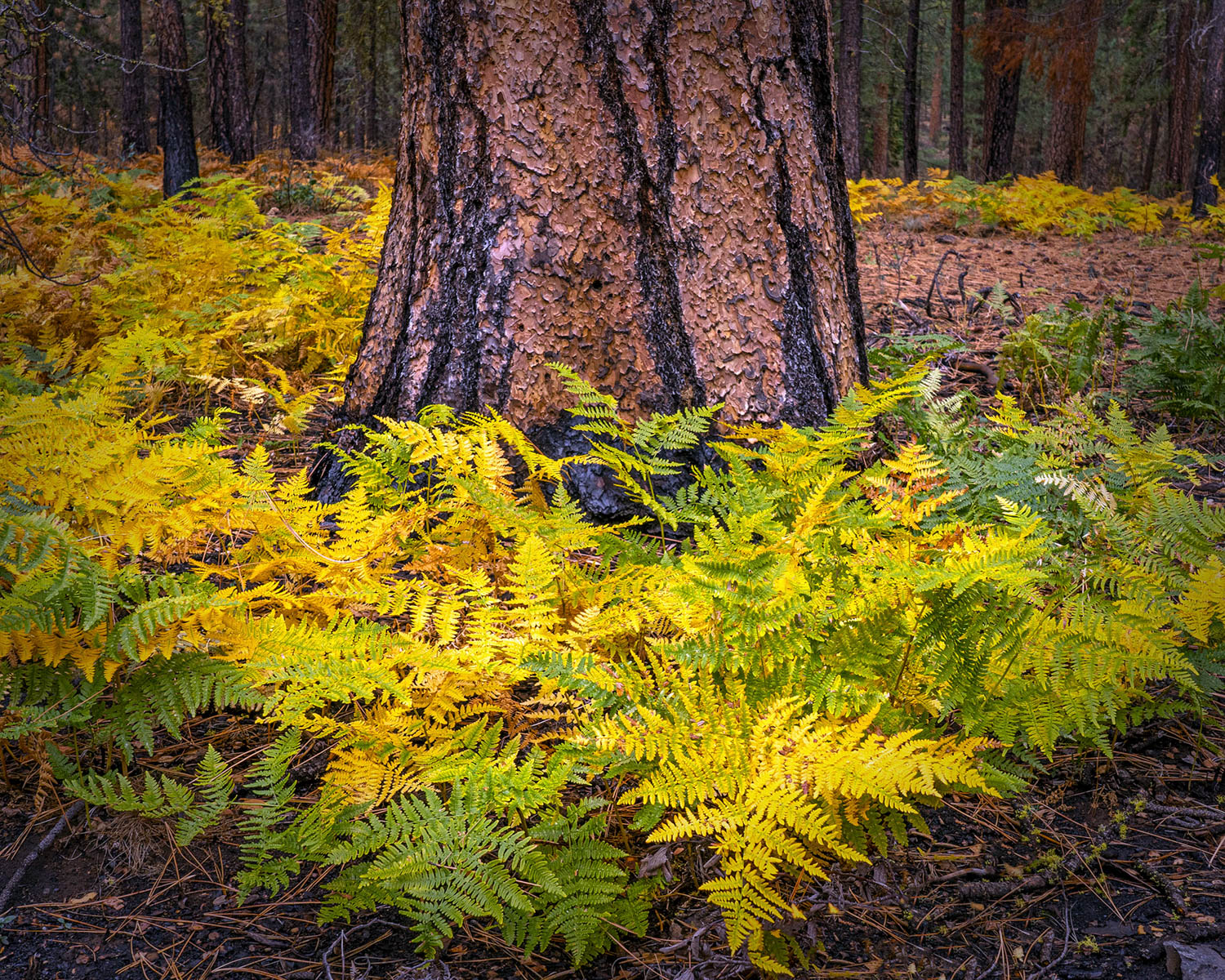 Ferntastic Trunk by Steve Peters