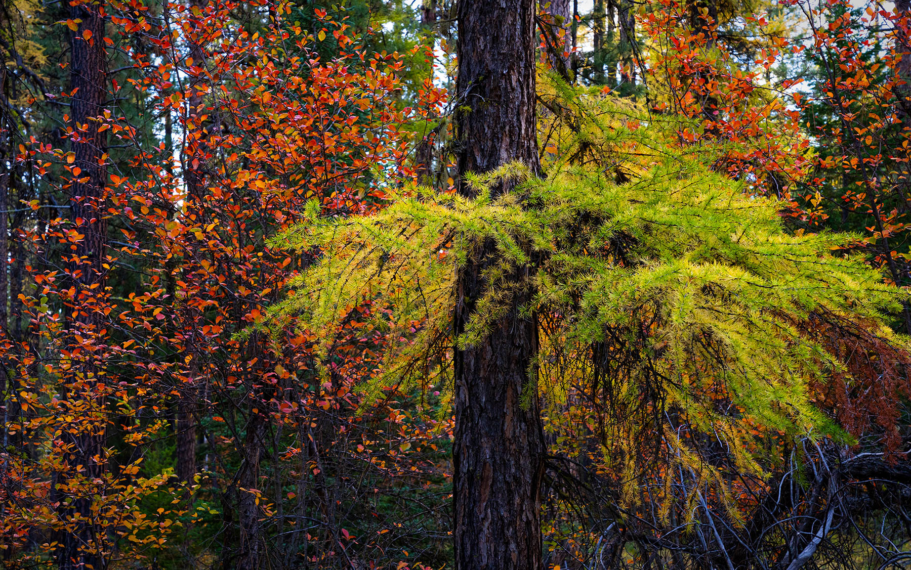 Camp Sherman Color Splash by Steve Peters