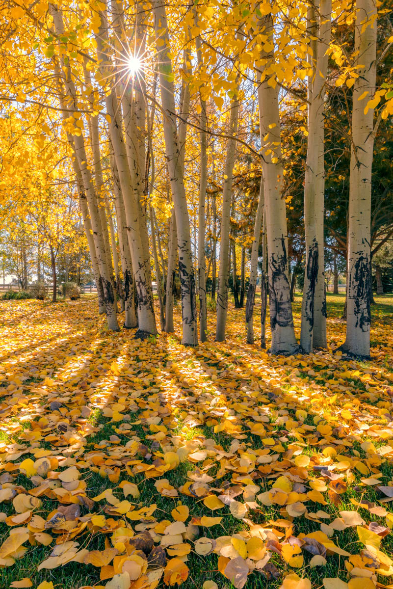 Autumn Transition by Ric Ergenbright