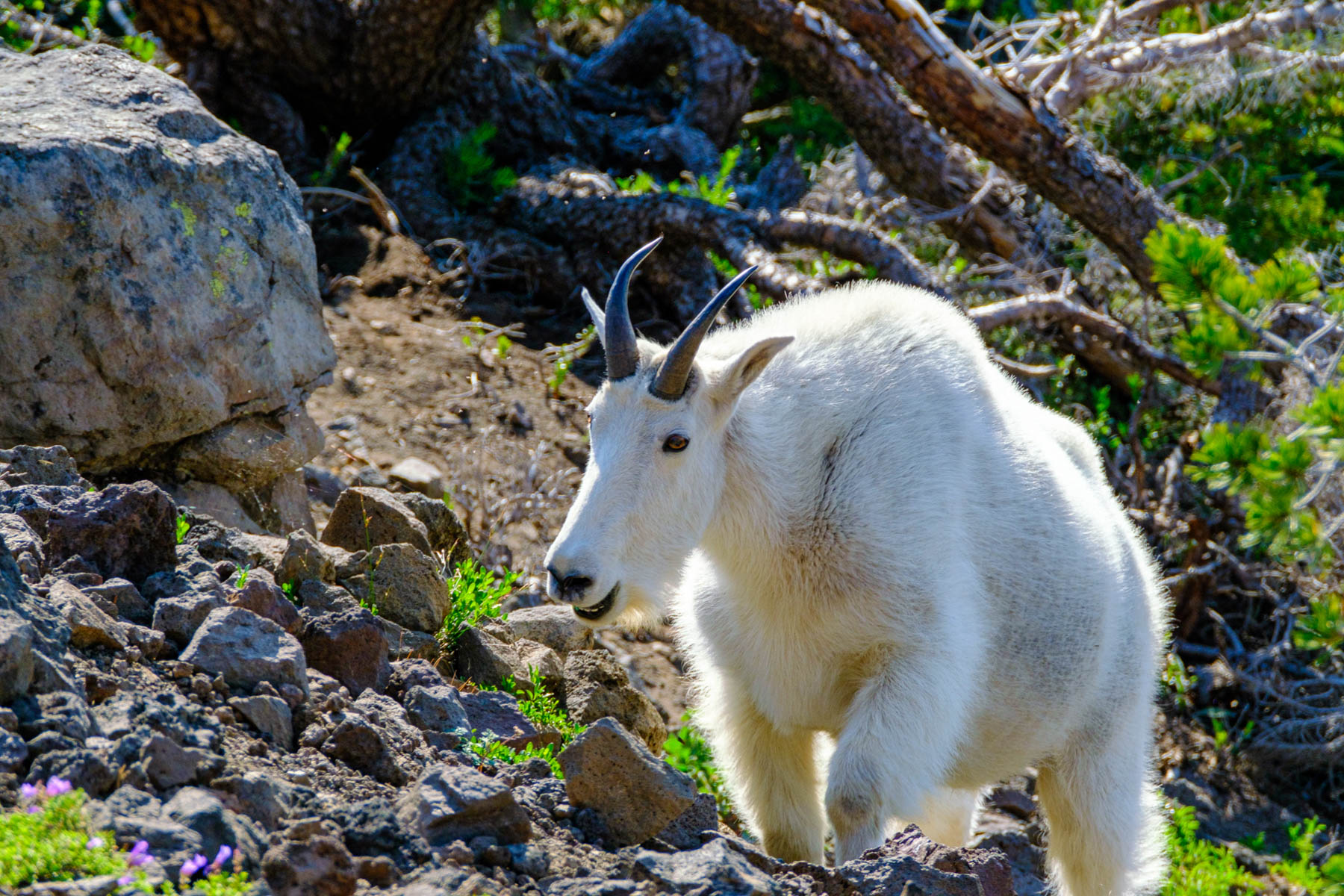 Mountain Goat Approaching by John Aylward