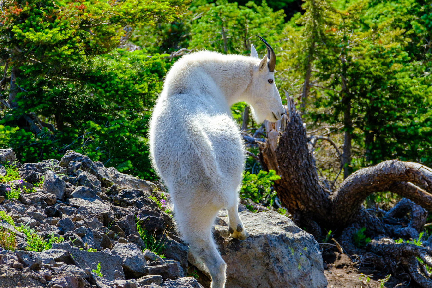 Mountain Goat Climbing by John Aylward