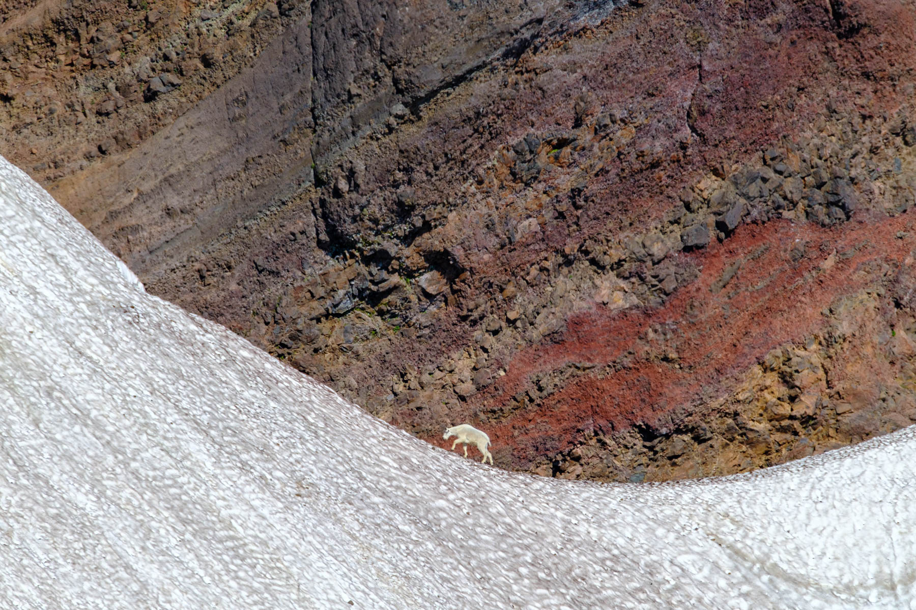 Mountain Goat on Glacier by John Aylward