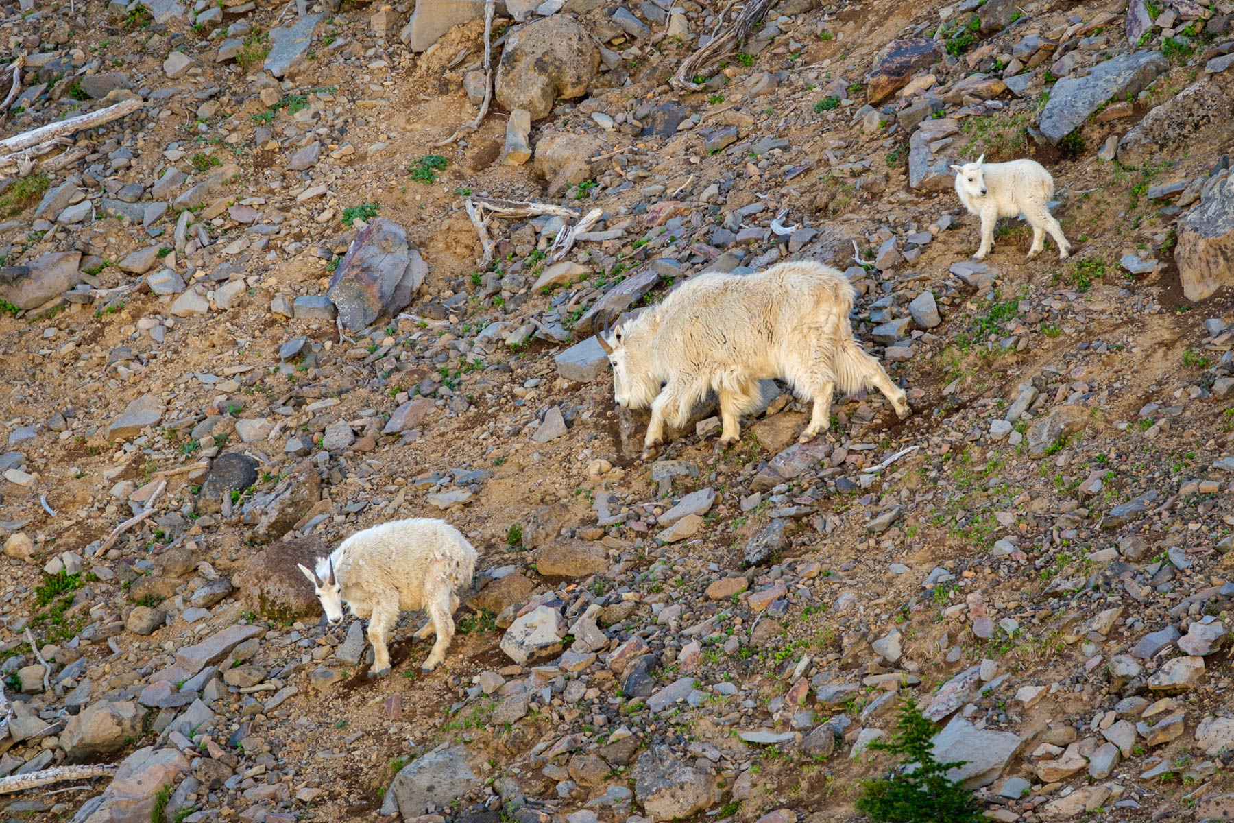 Mountain Goat Family by John Aylward