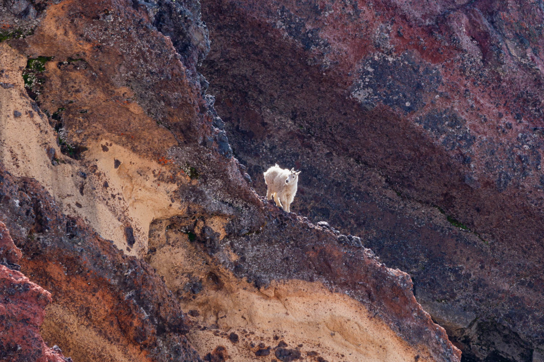 Mountain Goat on Colorful Cliff by John Aylward