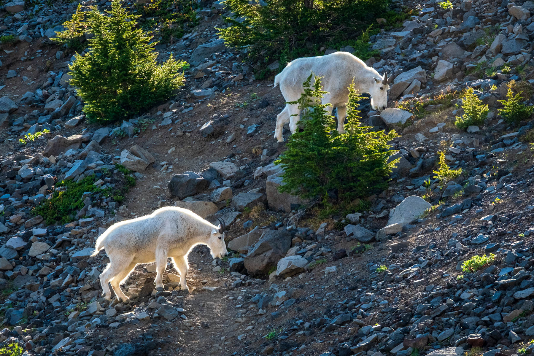 Mountain Goats Glowing by John Aylward