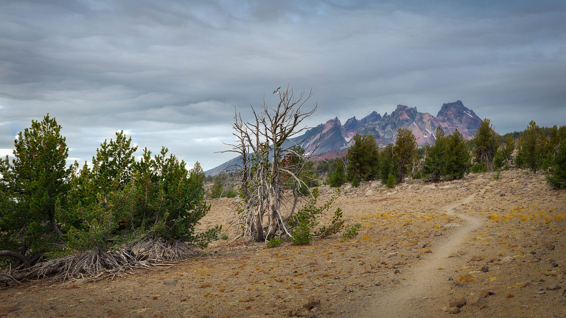 Trail to Broken Top by Blanche Feekes