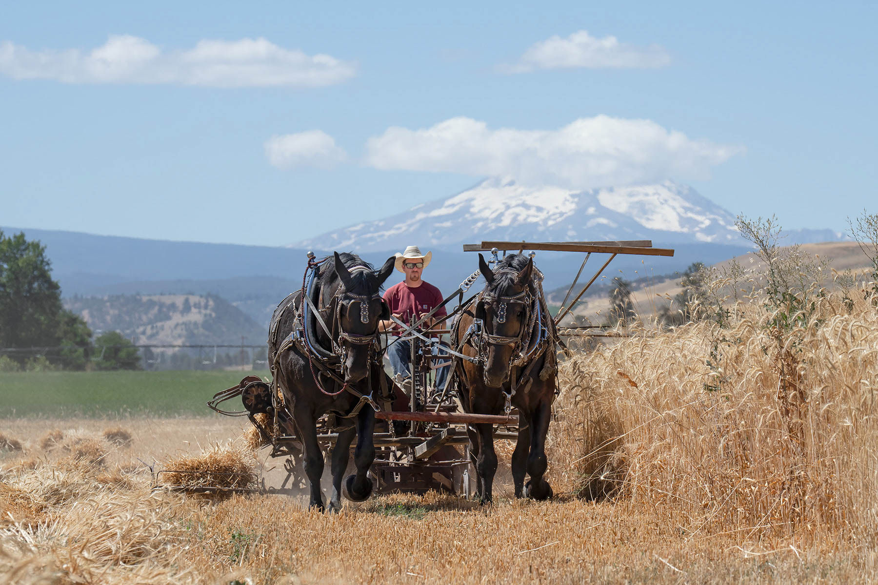 HARVESTING WHEAT by Judy L Neill