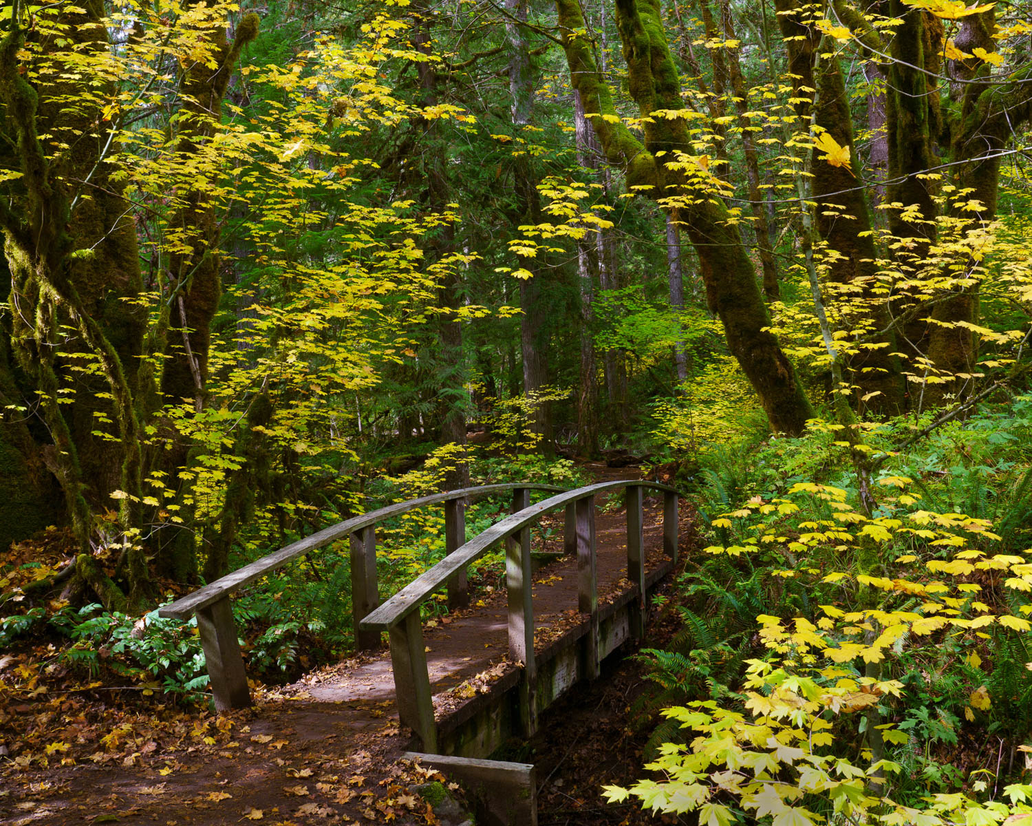 Along the Umpqua River by Julie Furber