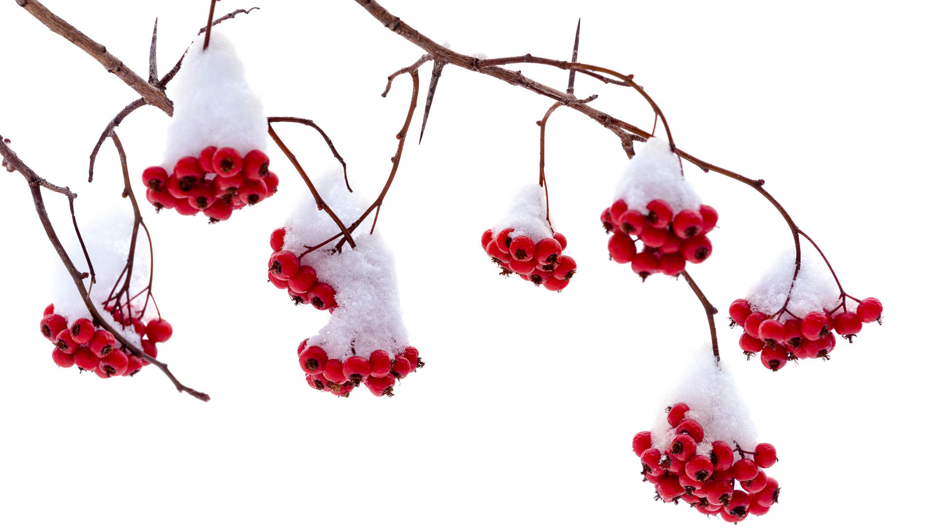 Snow on Ash Berries by Julie Furber