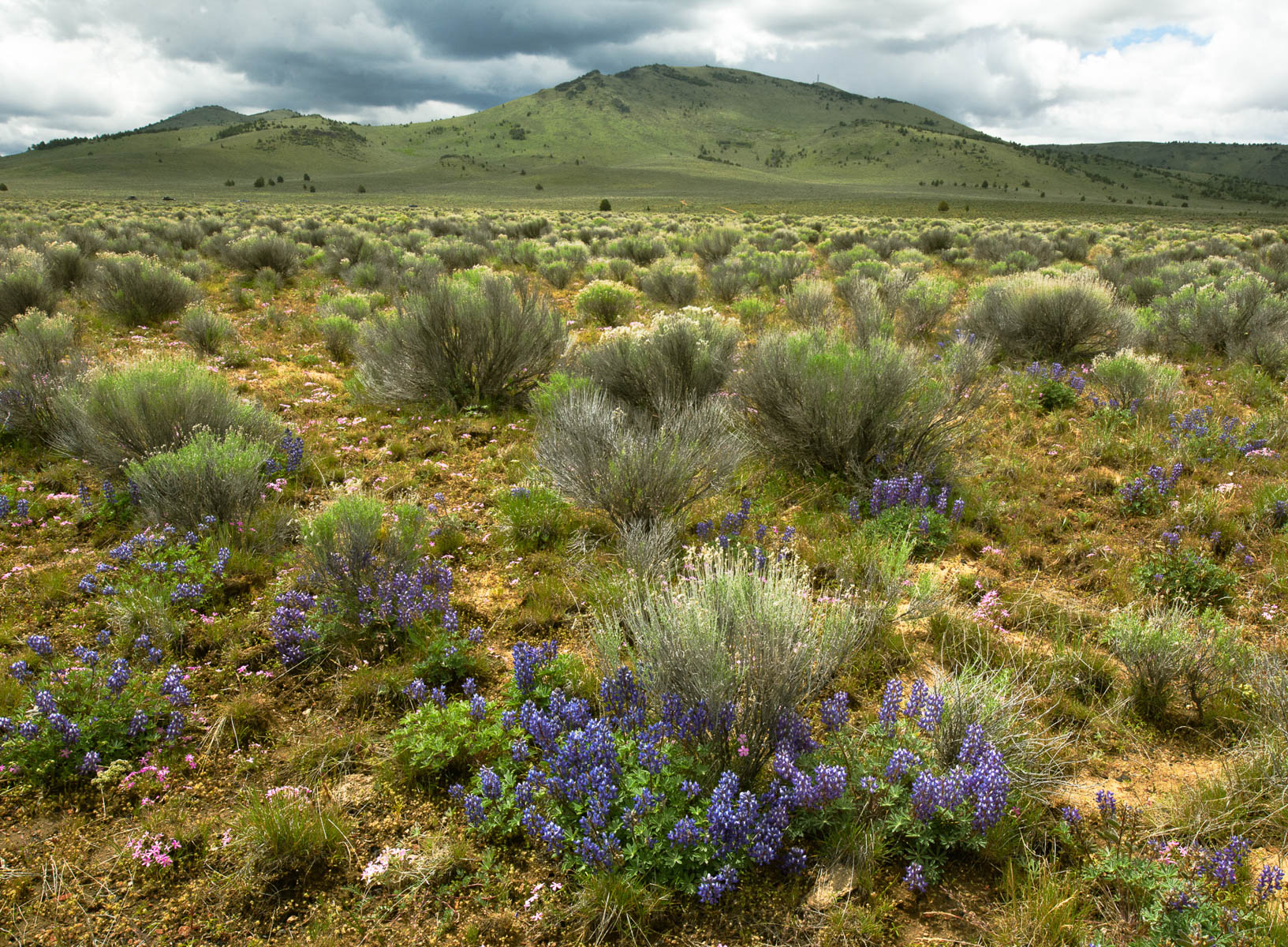 Spring at Glass Butte by Julie Furber