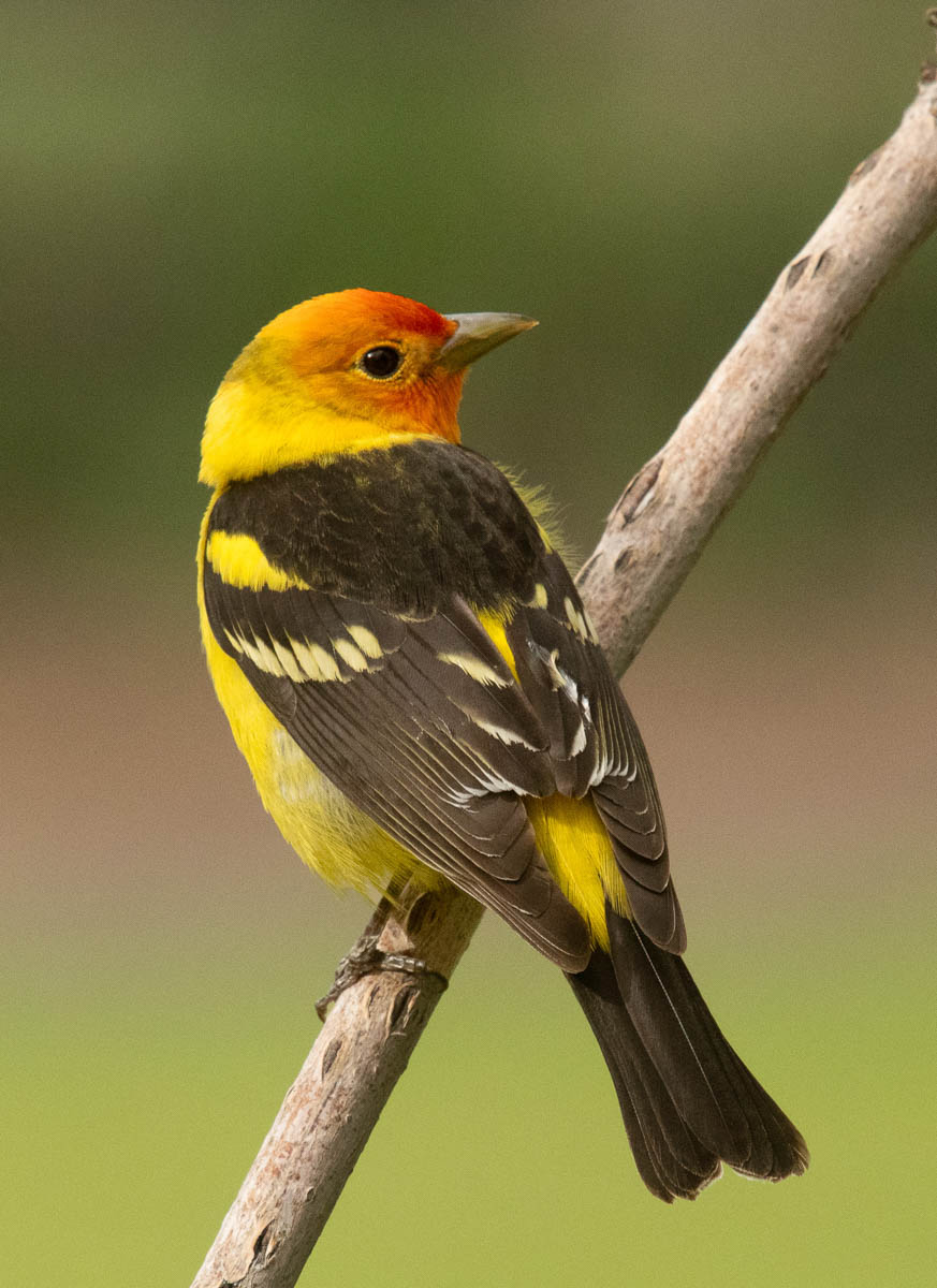 Western Tanager by Julie Furber