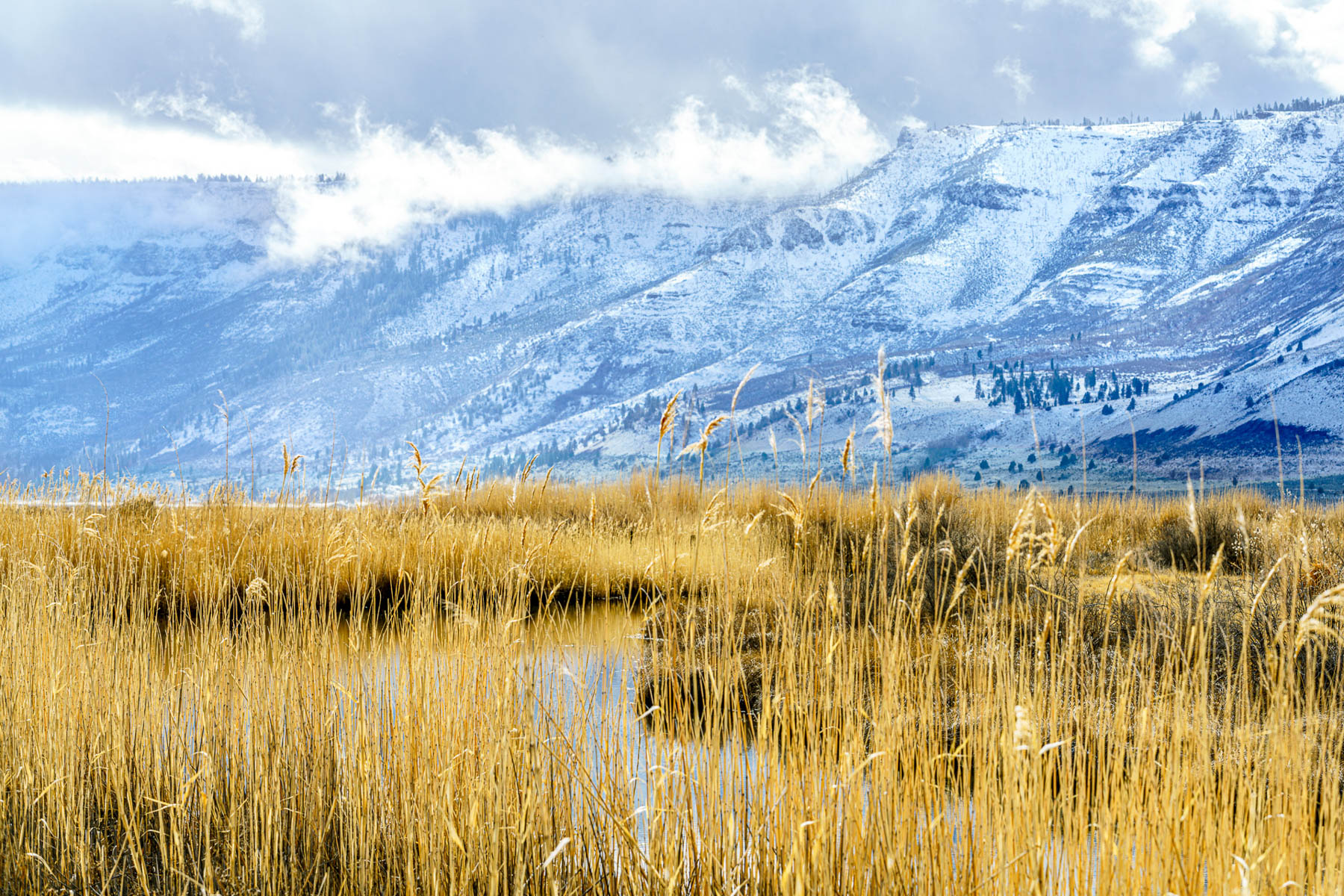 Winter Range and Summer Lake by Julie Furber