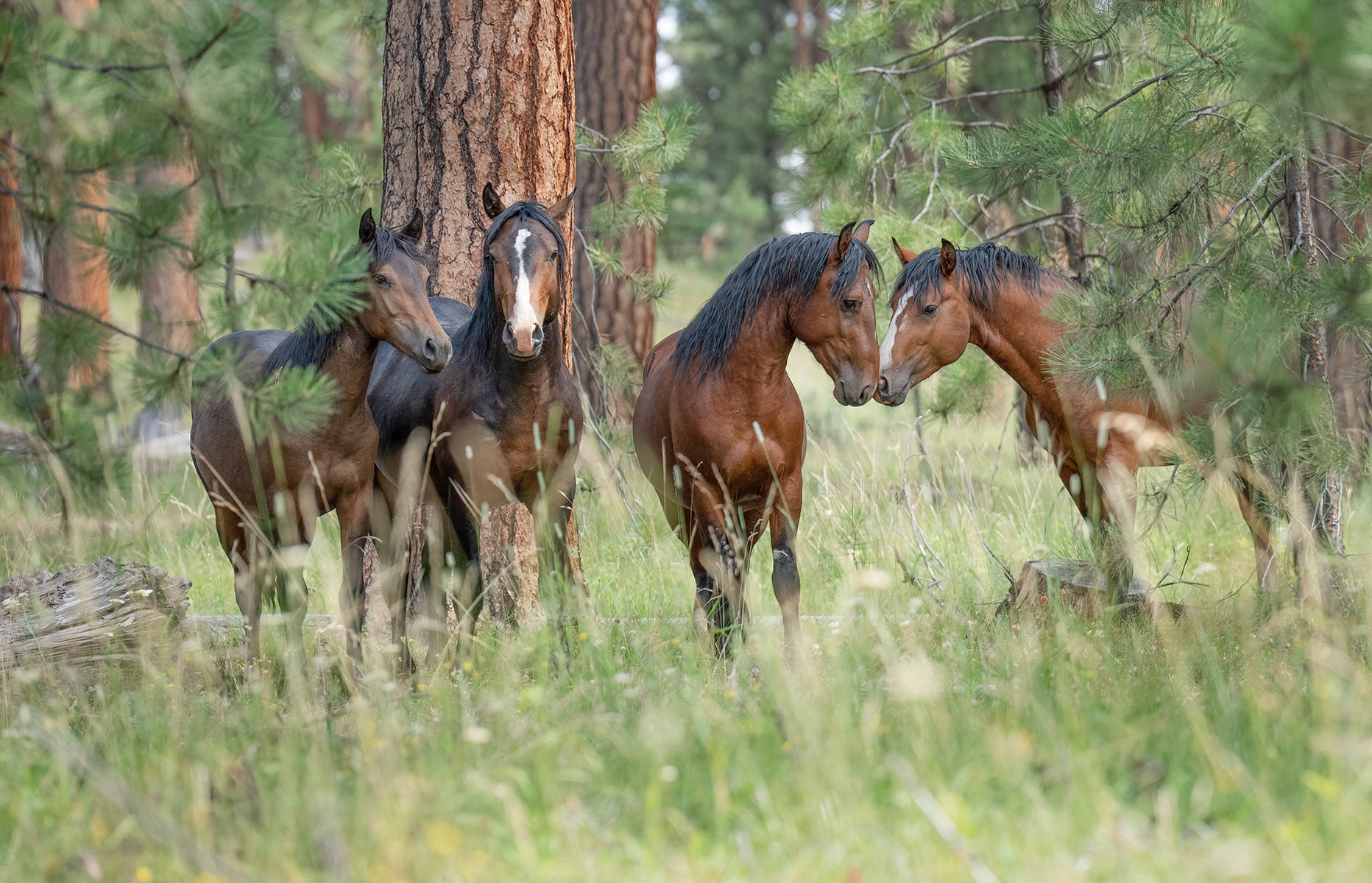 WILD BACHELOR STALLIONS OCHOCO FOREST by Judy L Neill