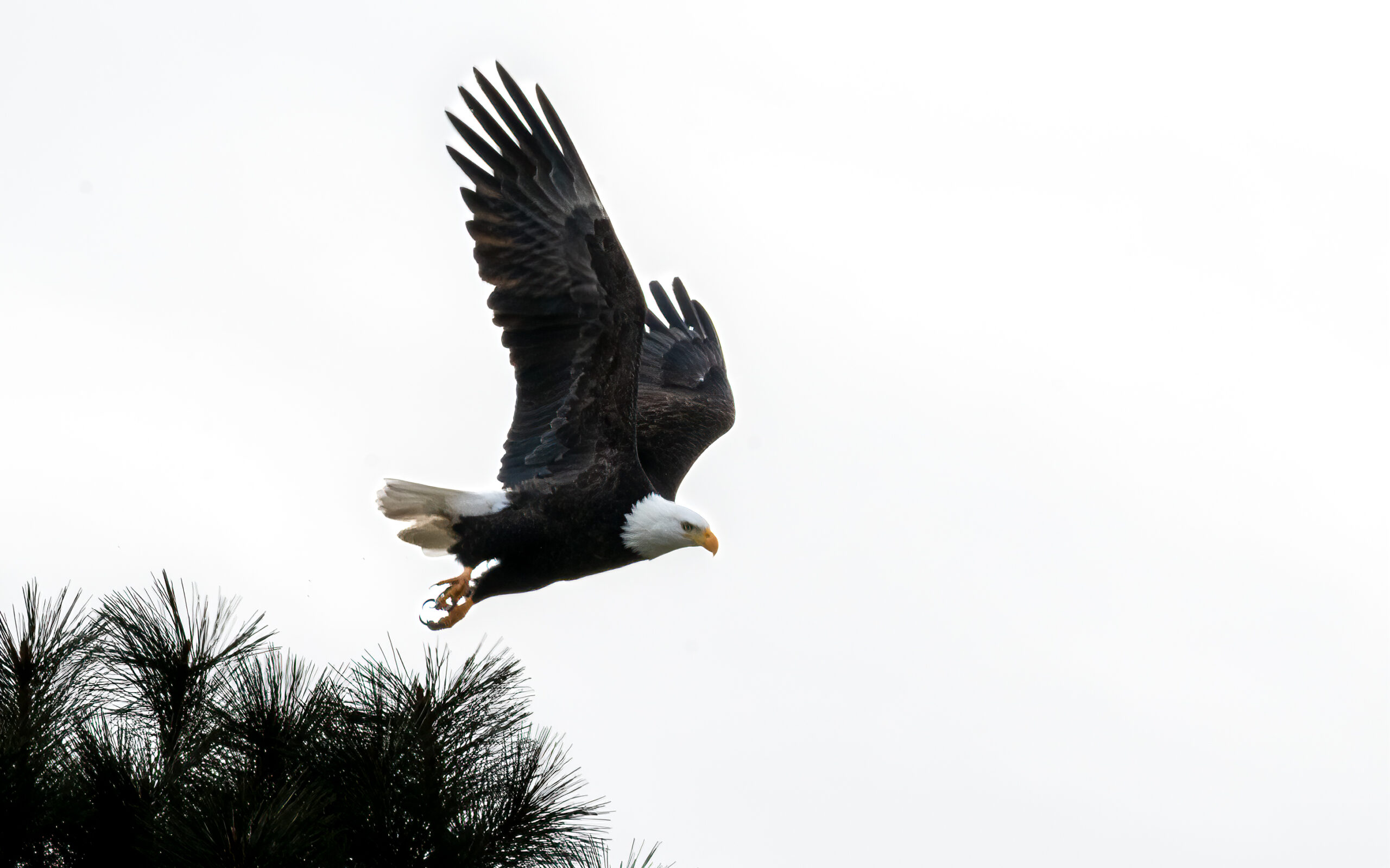 File Upload from your device, properly sized as above, and in the proper name format, as above: Backyard-Eagle-by-Chip-Cleveland-2024-07-T