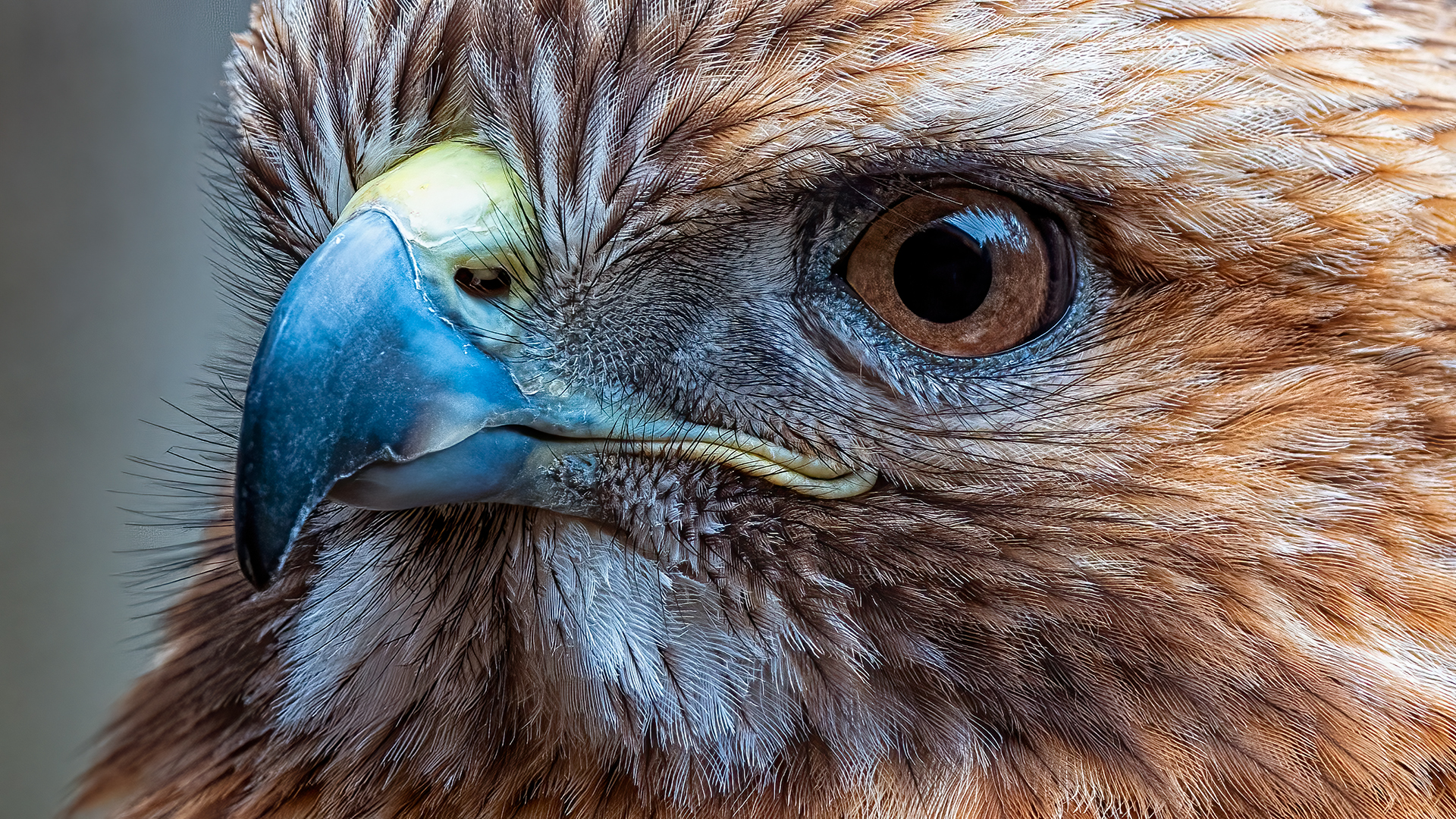 File Upload from your device, properly sized as above, and in the proper name format, as above: Fine-ly-Feathered-Friend-by-Steve-Peters-2024-07-T