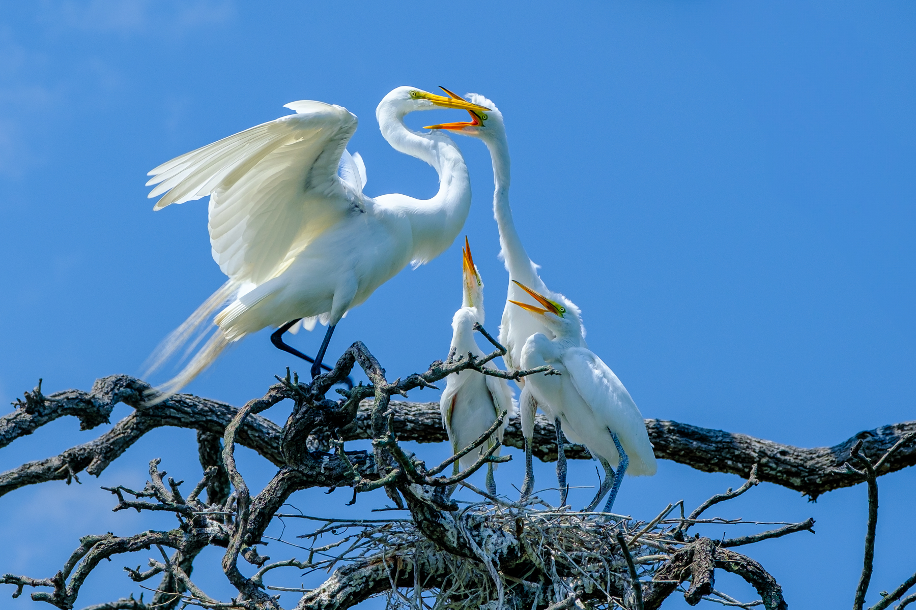 File Upload from your device, properly sized as above, and in the proper name format, as above: Hungry-Great-Egrets-by-John-Aylward-2024-07-T