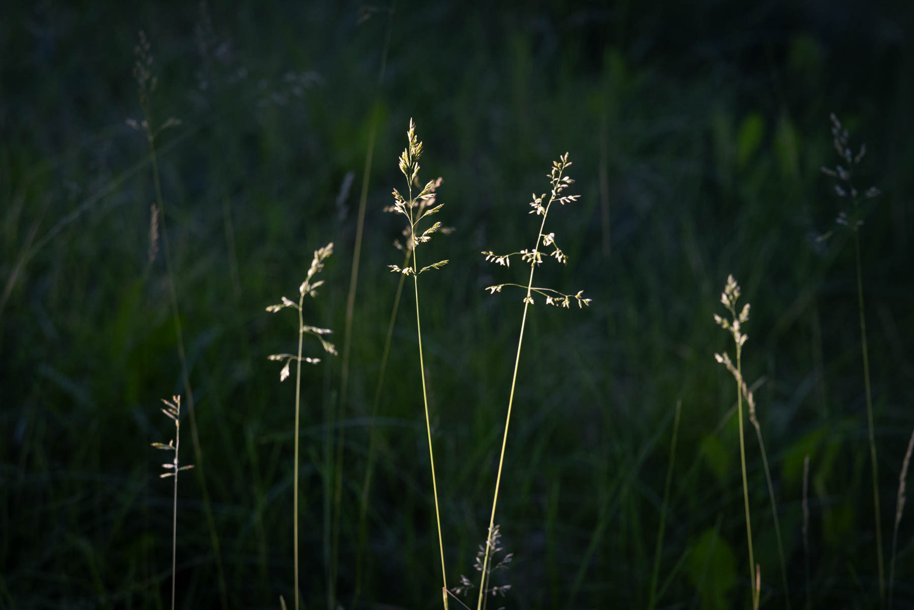 Sunlit grasses