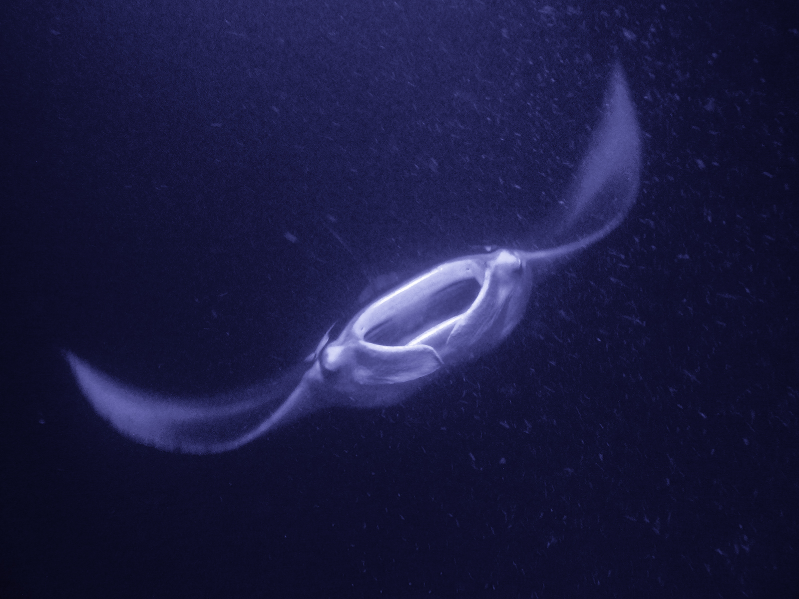 File Upload from your device, properly sized as above, and in the proper name format, as above: Feeding-Dance-by-Mike-Norkitis-2024-11-T