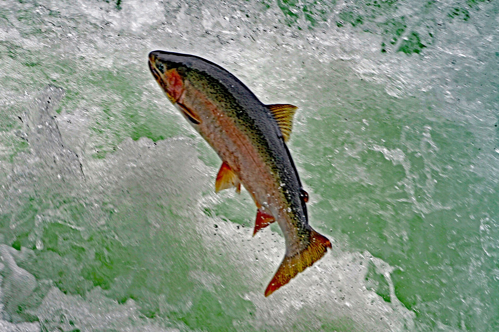 File Upload from your device, properly sized as above, and in the proper name format, as above: Going-Home-by-Kenneth-Meyer-2011-01-T