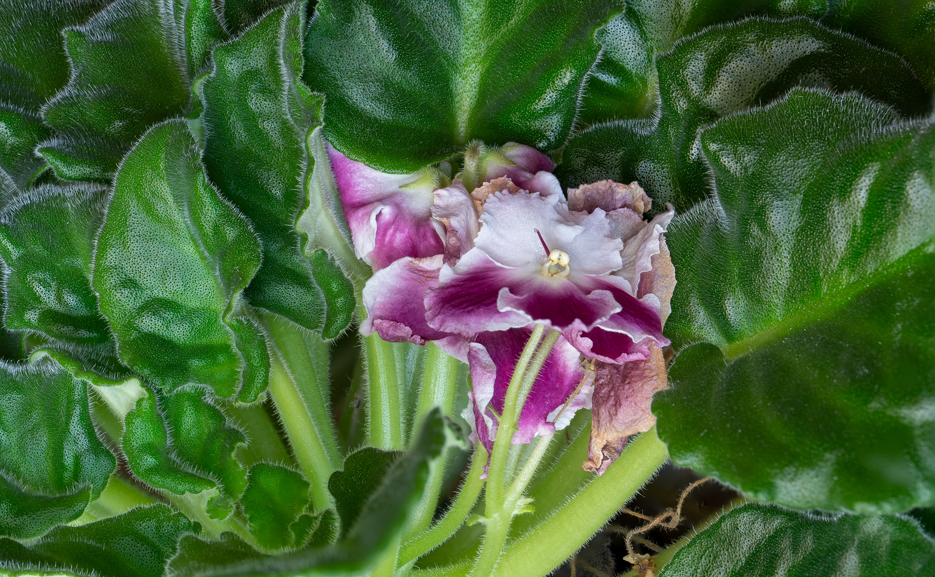 File Upload from your device, properly sized as above, and in the proper name format, as above: African-Violet-by-Chip-Cleveland-2025-02-T