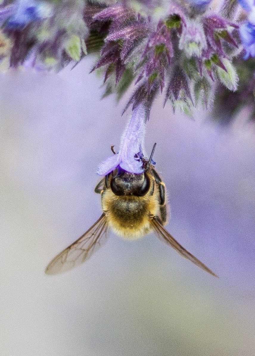 File Upload from your device, properly sized as above, and in the proper name format, as above: Bee-on-Catnip-flower-by-Marisela-Berlanga-2025-01-T.jpg