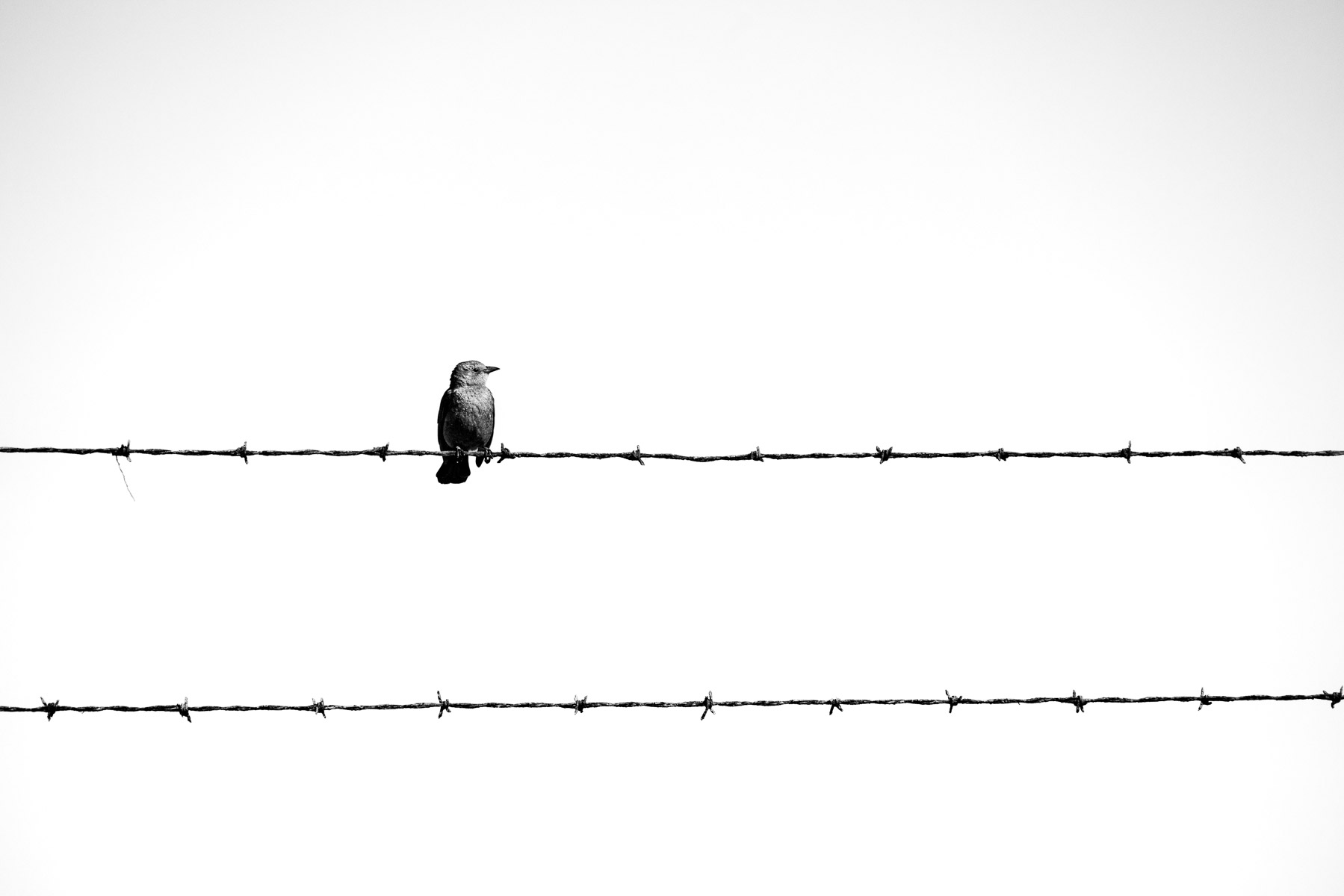 File Upload from your device, properly sized as above, and in the proper name format, as above: Bird-on-Barbed-Wire-by-Todd-Towell-2025-01-T
