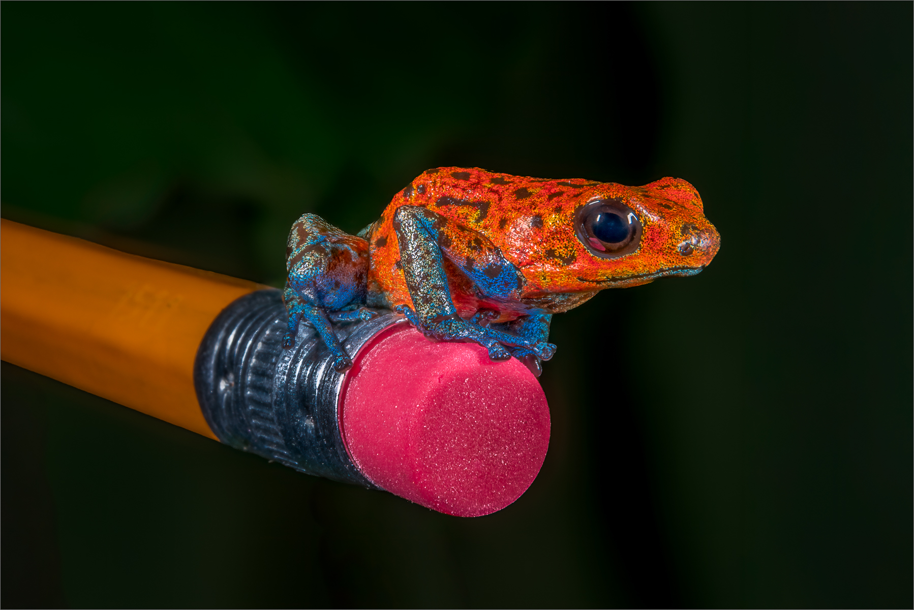 File Upload from your device, properly sized as above, and in the proper name format, as above: Blue-Jean-Frog-by-Dan-Schafer-2025-02-T