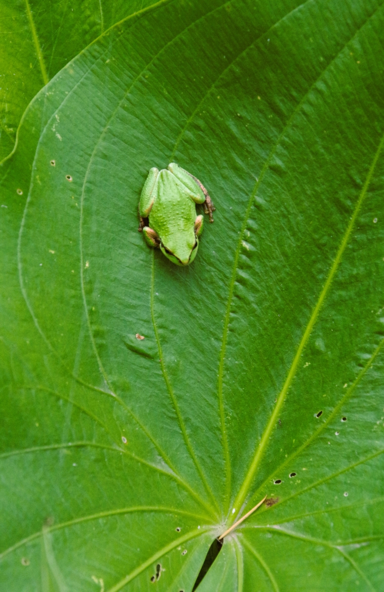 File Upload from your device, properly sized as above, and in the proper name format, as above: Green-No9-by-L-Teague-2025-02-T