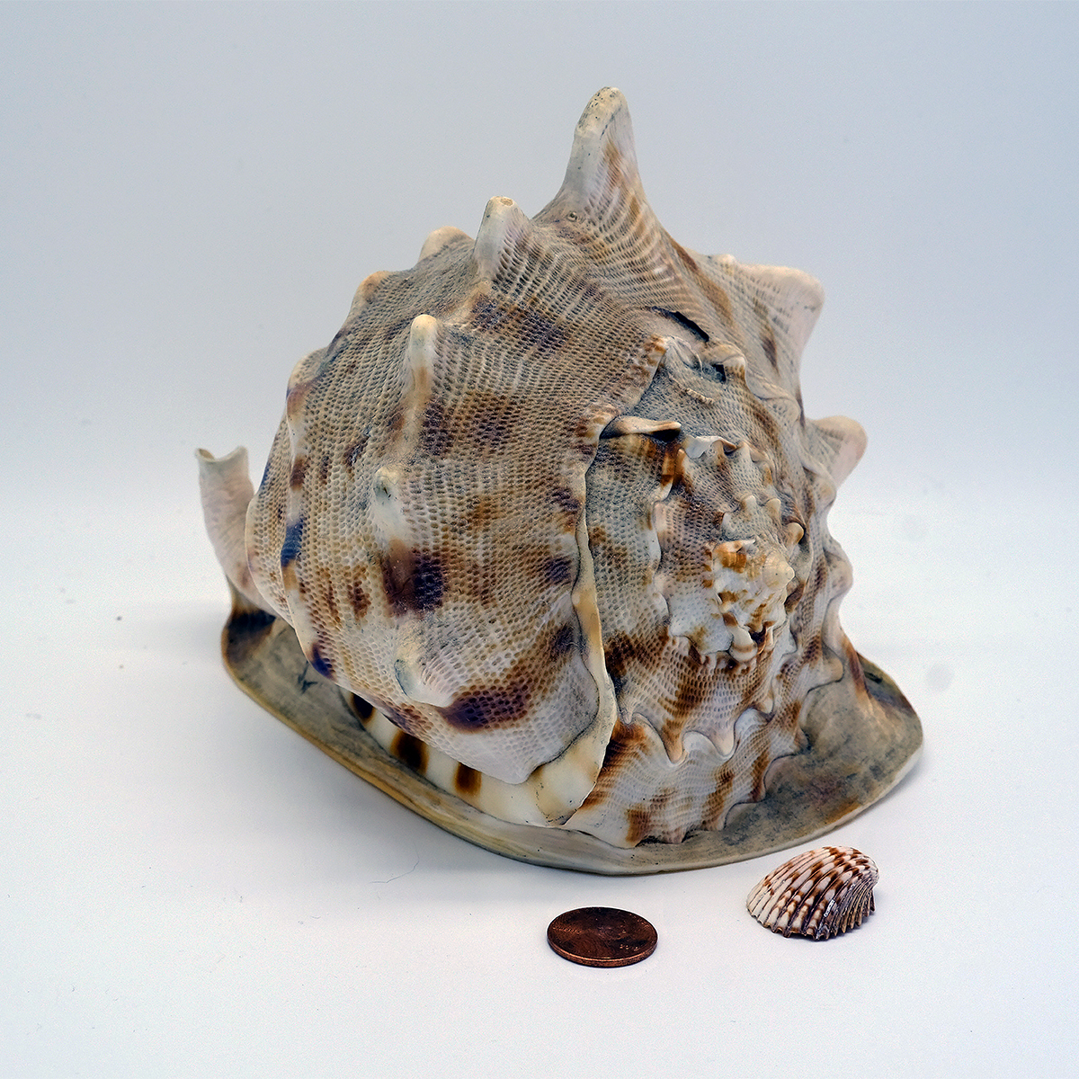 File Upload from your device, properly sized as above, and in the proper name format, as above: Its-all-relative-by-Jack-Schade-2025-2-T