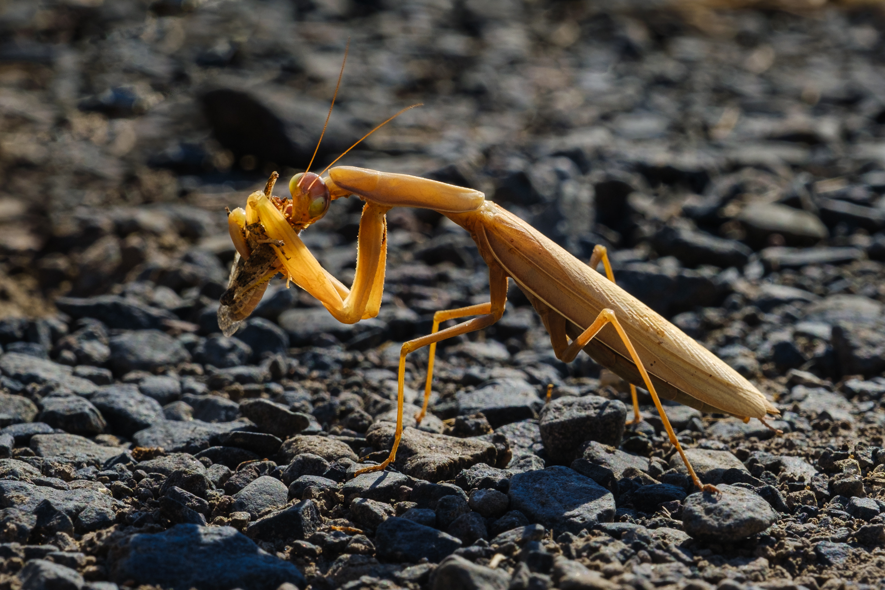 File Upload from your device, properly sized as above, and in the proper name format, as above: Praying-Mantis-Eating-Grasshopper-by-John-Aylward-2025-02-T