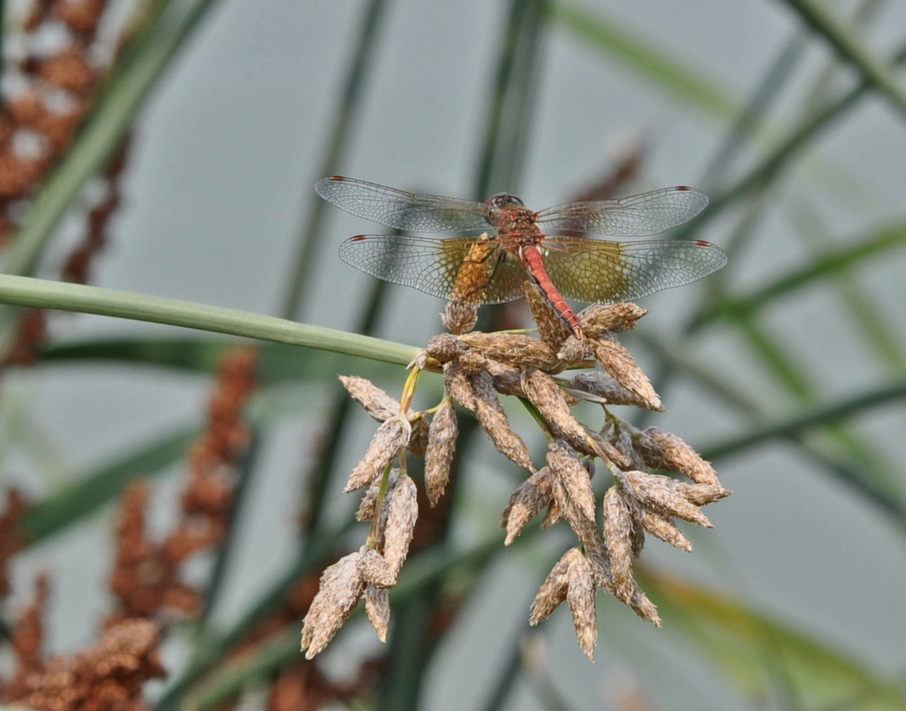 File Upload from your device, properly sized as above, and in the proper name format, as above: Tiny-Dragon-by-Mike-Gallagher-2025-2-T