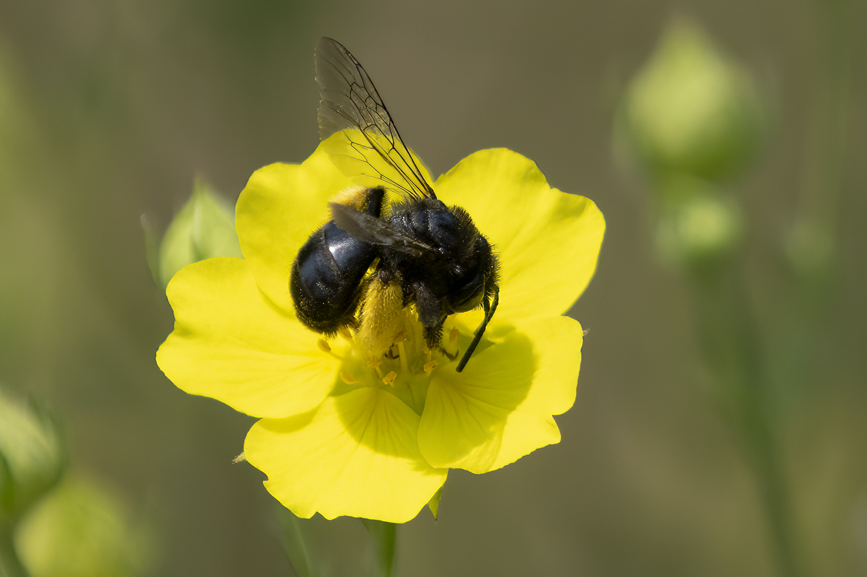 File Upload from your device, properly sized as above, and in the proper name format, as above: pollen-and-pollinator-by-Barb-Rumer-2025-02-OT