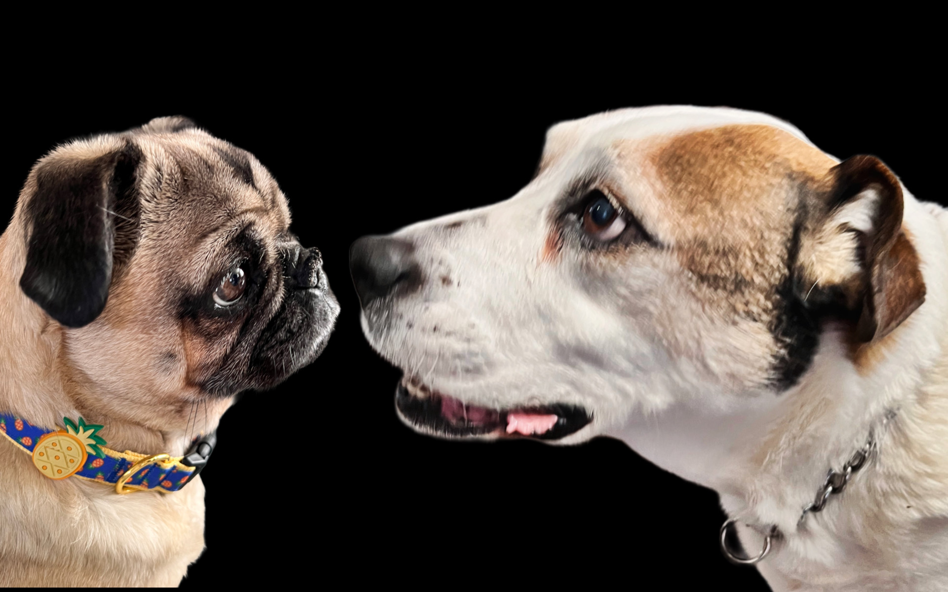 File Upload from your device, properly sized as above, and in the proper name format, as above: Short-Bridge-vs-Long-Bridge-by-Marisela-Berlanga-2025-03T.jpg