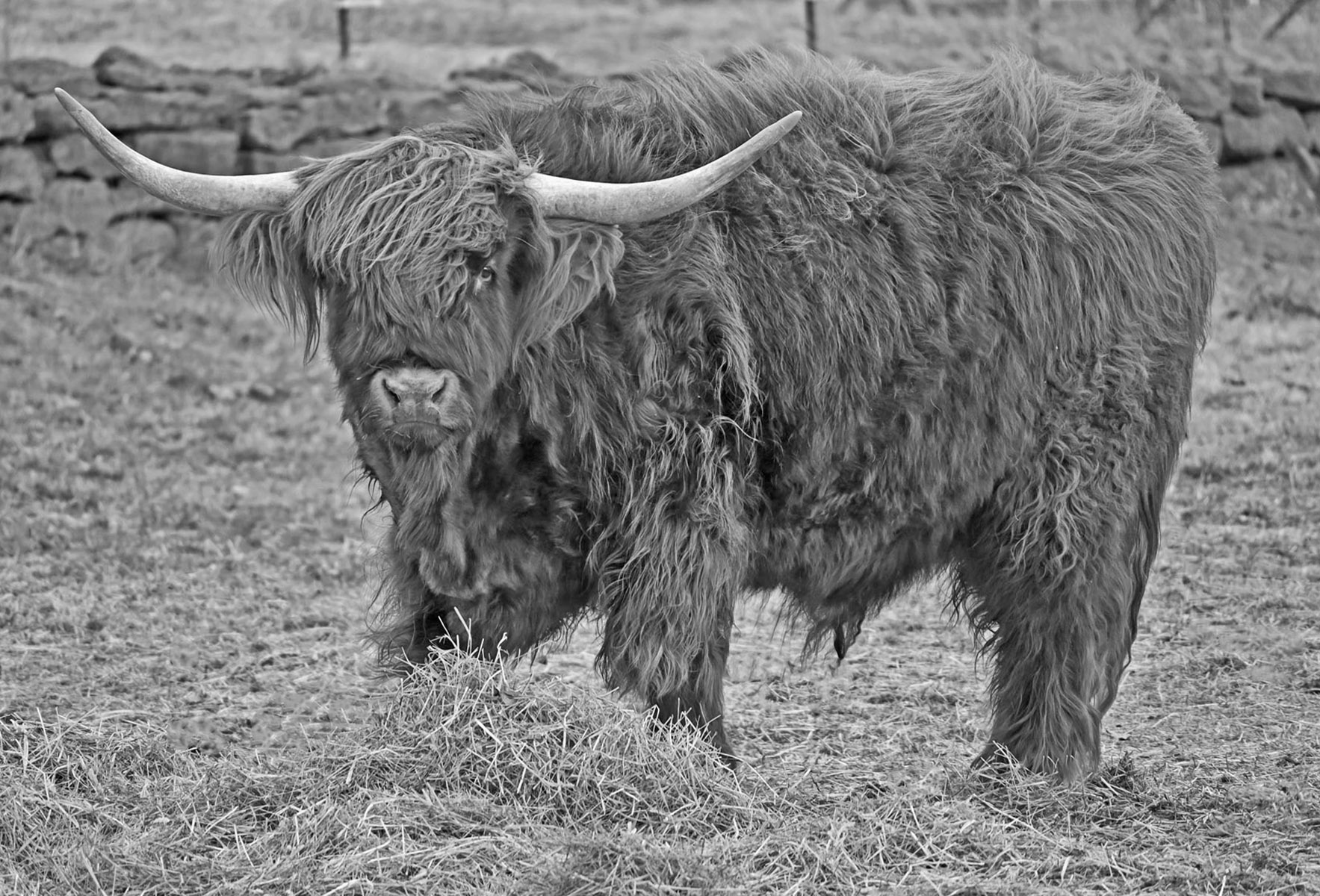 File Upload from your device, properly sized as above, and in the proper name format, as above: Big-Woolly-by-Mike-Gallagher-2025-4-T