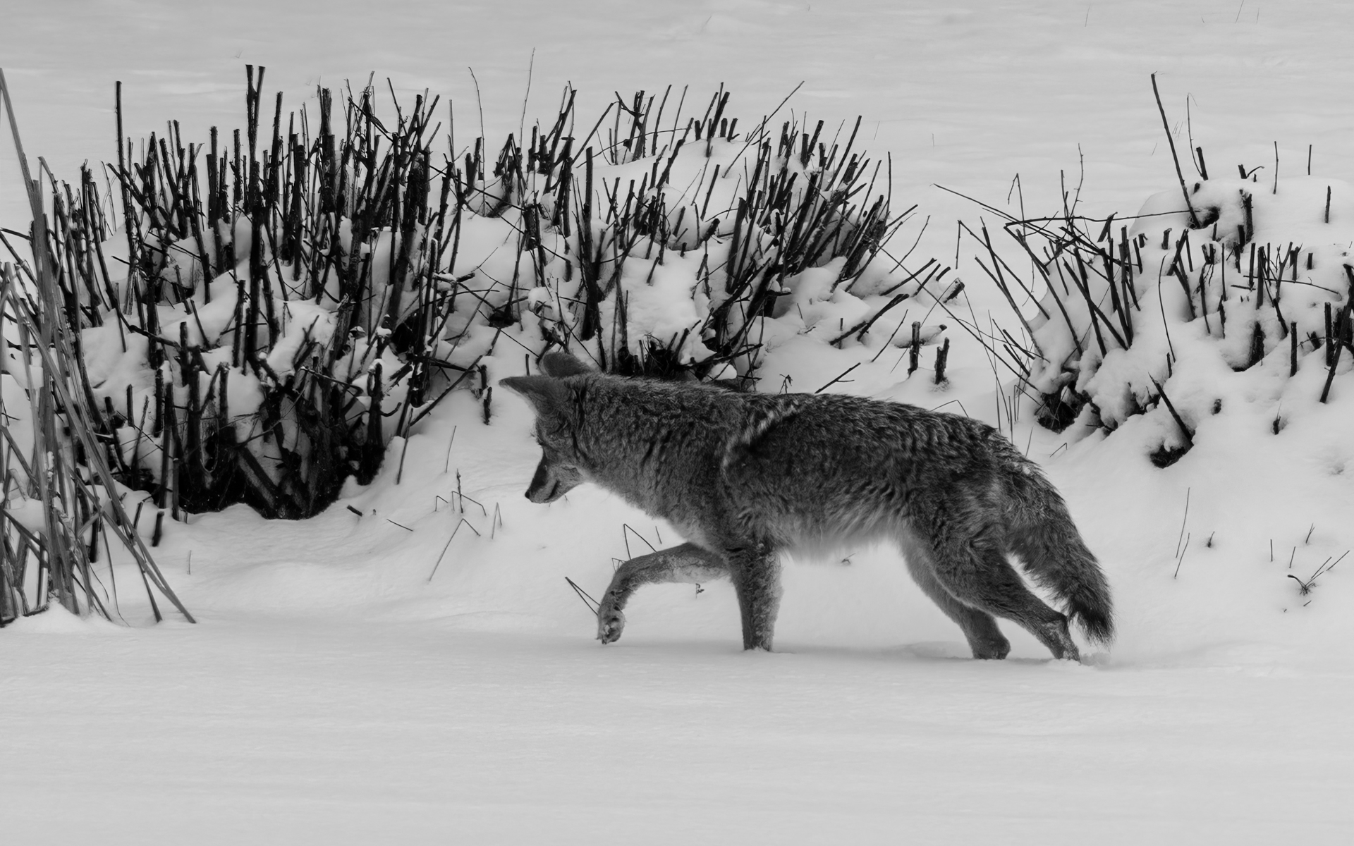 File Upload from your device, properly sized as above, and in the proper name format, as above: Coyote-by-Chip-Cleveland-2025-04-T