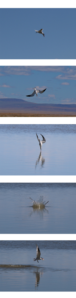 File Upload from your device, properly sized as above, and in the proper name format, as above: Dive-Sequence-by-Kenneth-Meyer-2024-05-T