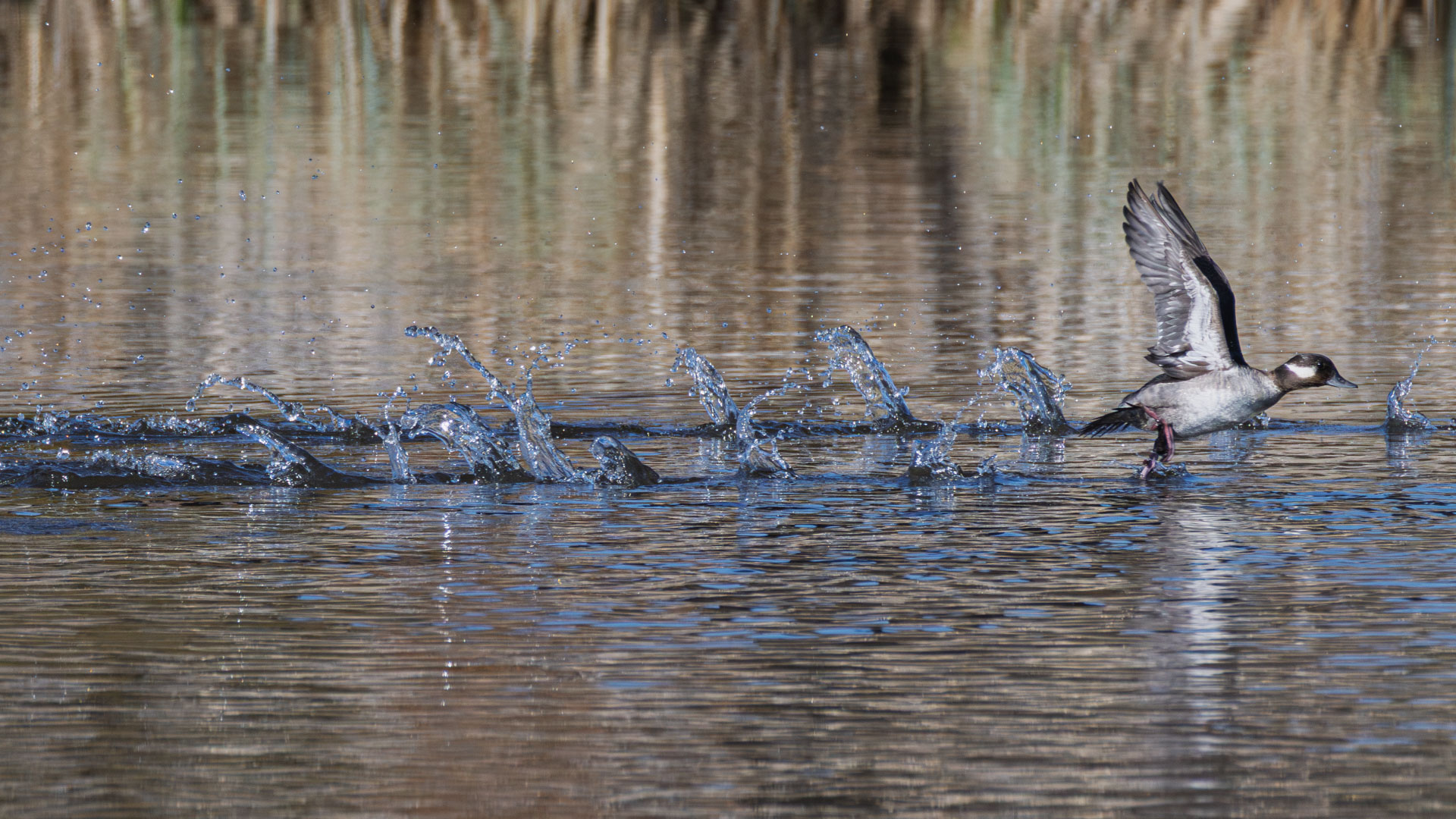 File Upload from your device, properly sized as above, and in the proper name format, as above: Footprints-by-Ralph-Delamarter-2025-05-T