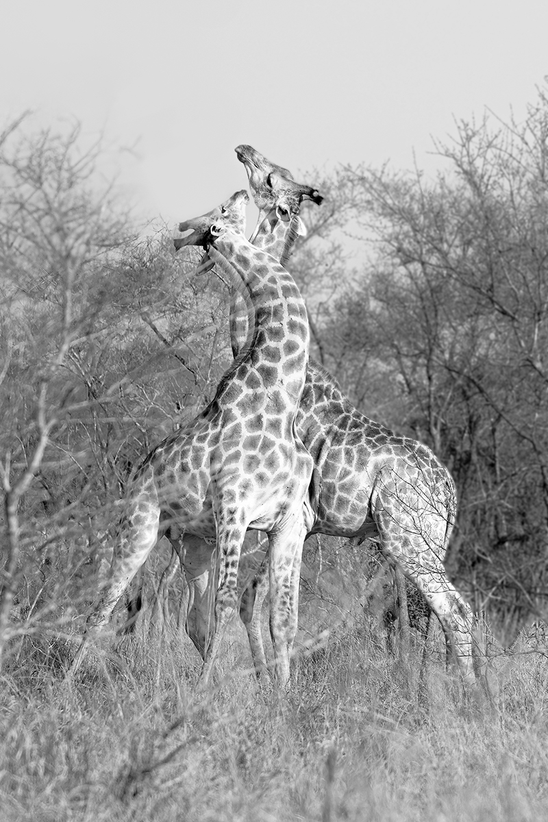 File Upload from your device, properly sized as above, and in the proper name format, as above: Necking-by-Denise-Oldridge-2025-04-T