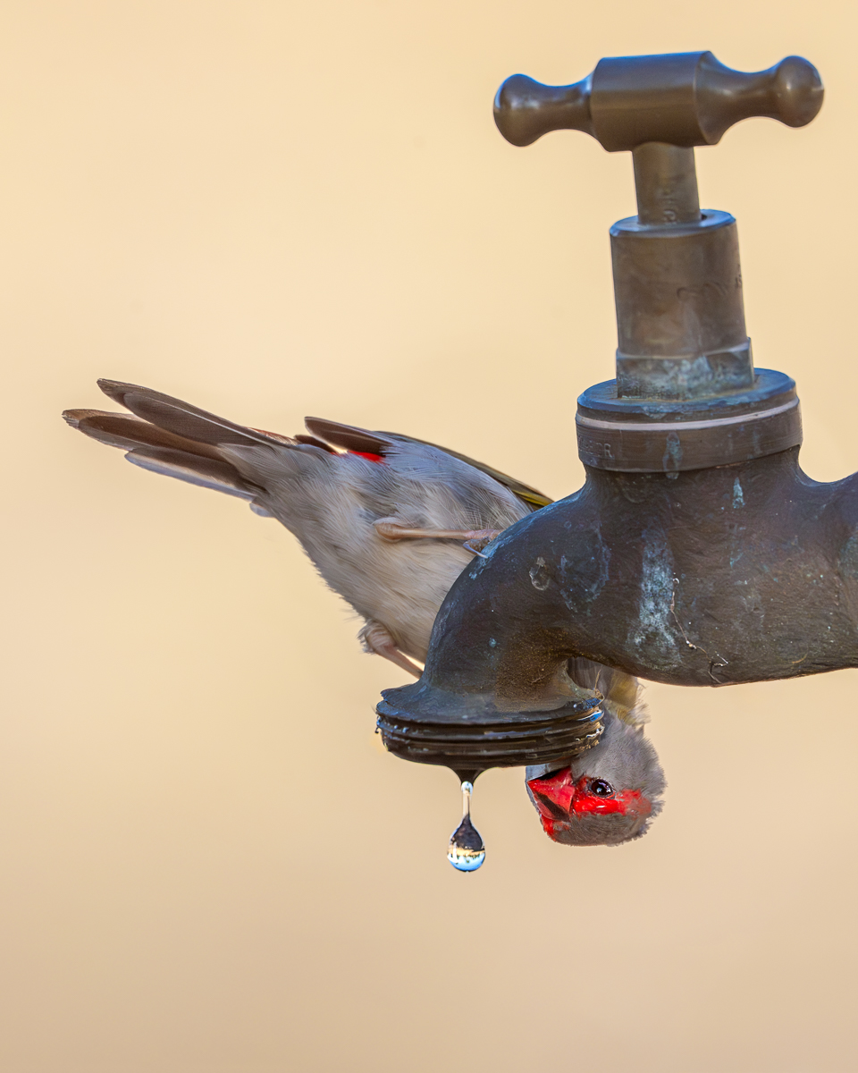 File Upload from your device, properly sized as above, and in the proper name format, as above: Precious-by-Dan-Schafer-2025-05-T