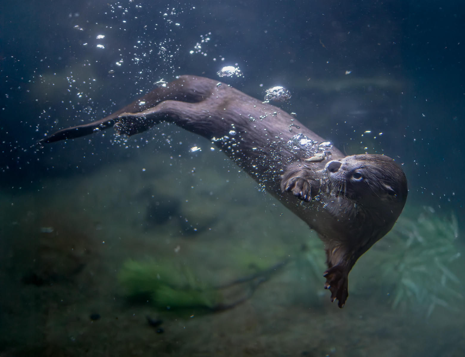 File Upload from your device, properly sized as above, and in the proper name format, as above: Snack-Time-by-Todd-Towell-2025-05-T