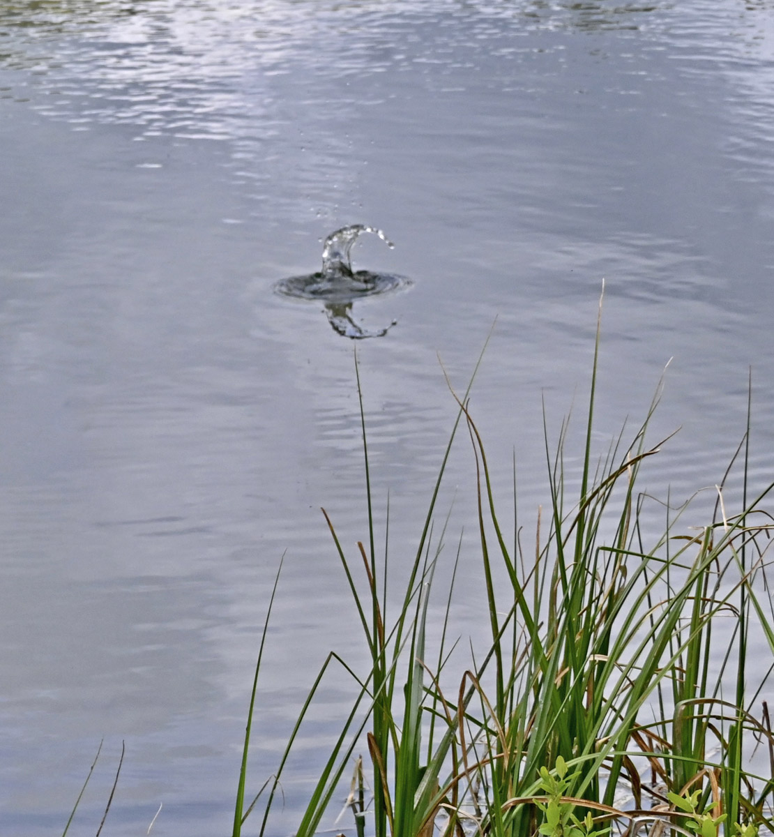 File Upload from your device, properly sized as above, and in the proper name format, as above: Splash-by-Mike-Gallagher-2025-5-T