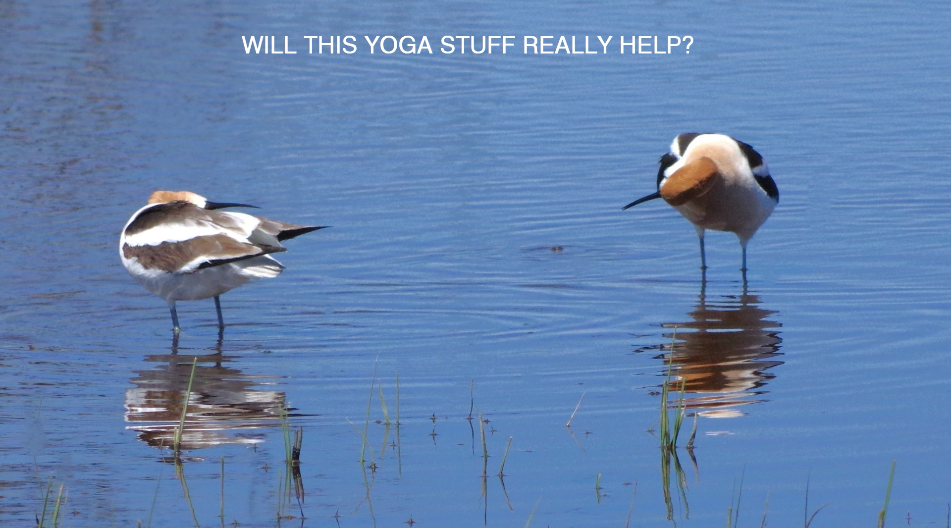 File Upload from your device, properly sized as above, and in the proper name format, as above: 2-odd-birds-by-L-Teague-2025-06-T